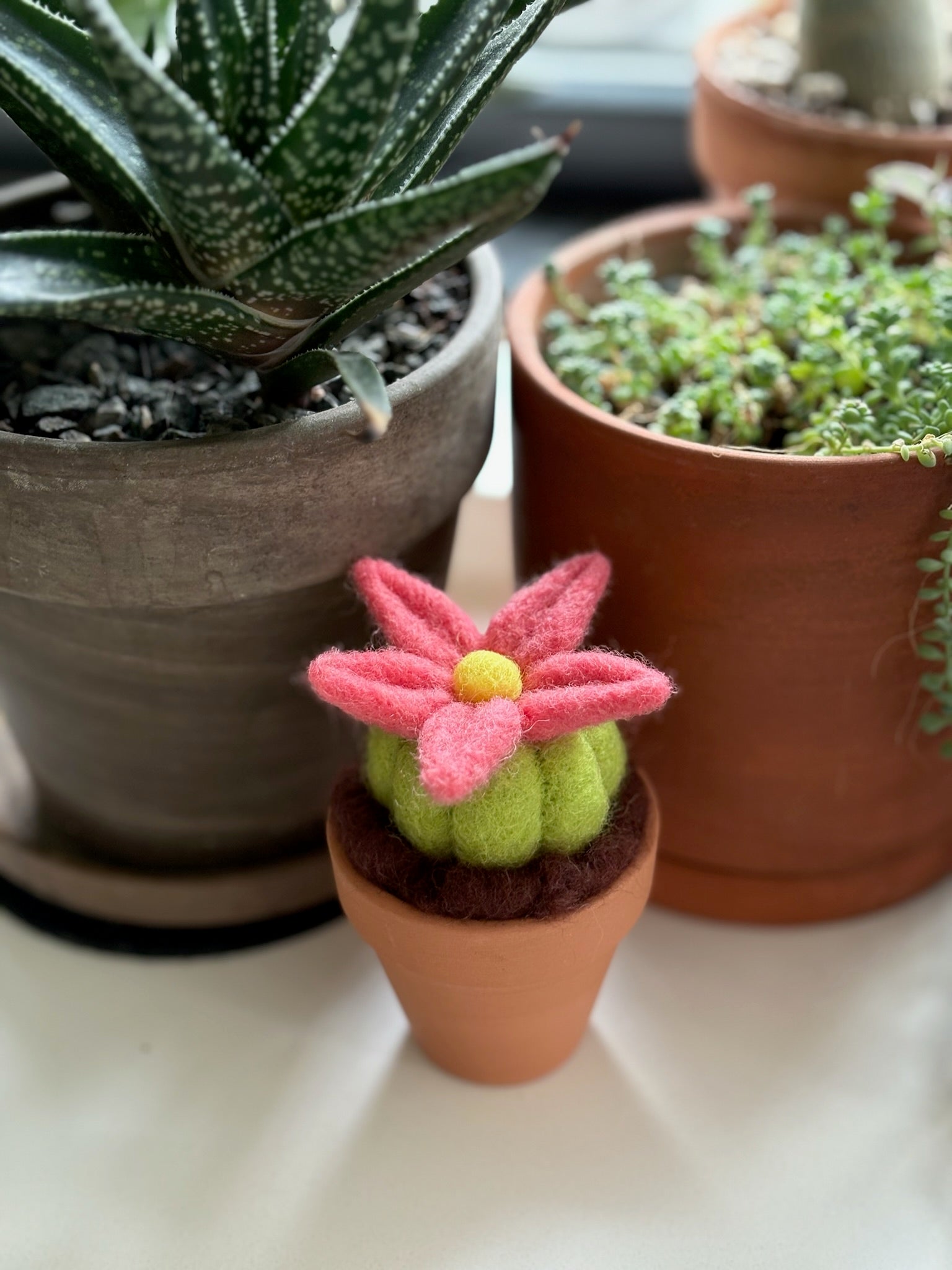 Stickin’ Succulent | Handmade Needle Felted Plant
